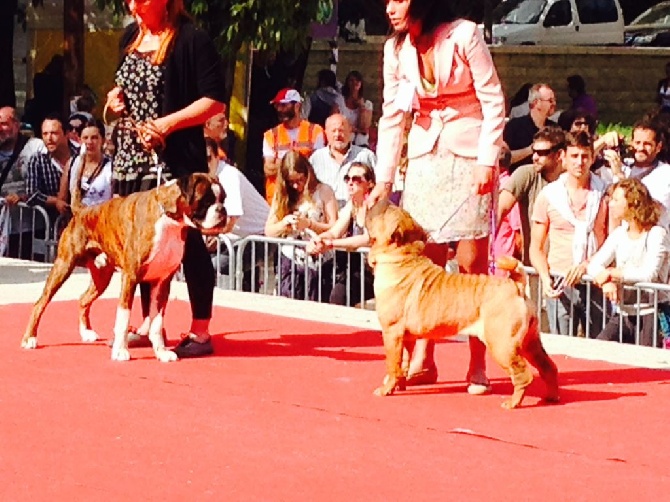 De claus parassac - CACIB  AJACCIO 2014