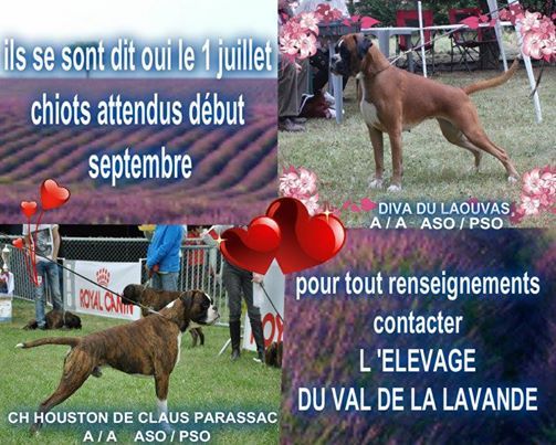 De claus parassac - SAILLIE HOUSTON X DIVA DU LAOUVAS