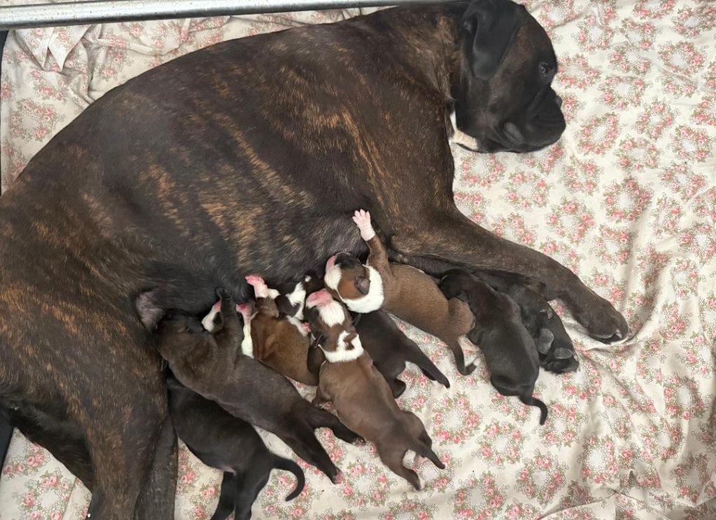 NAISSANCE LE 09 JUIN 2025 DE 7 CHIOTS