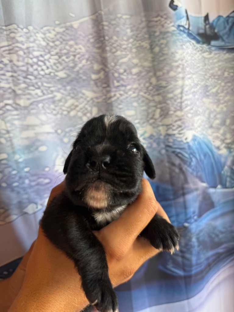 De claus parassac - Chiots disponibles - Boxer